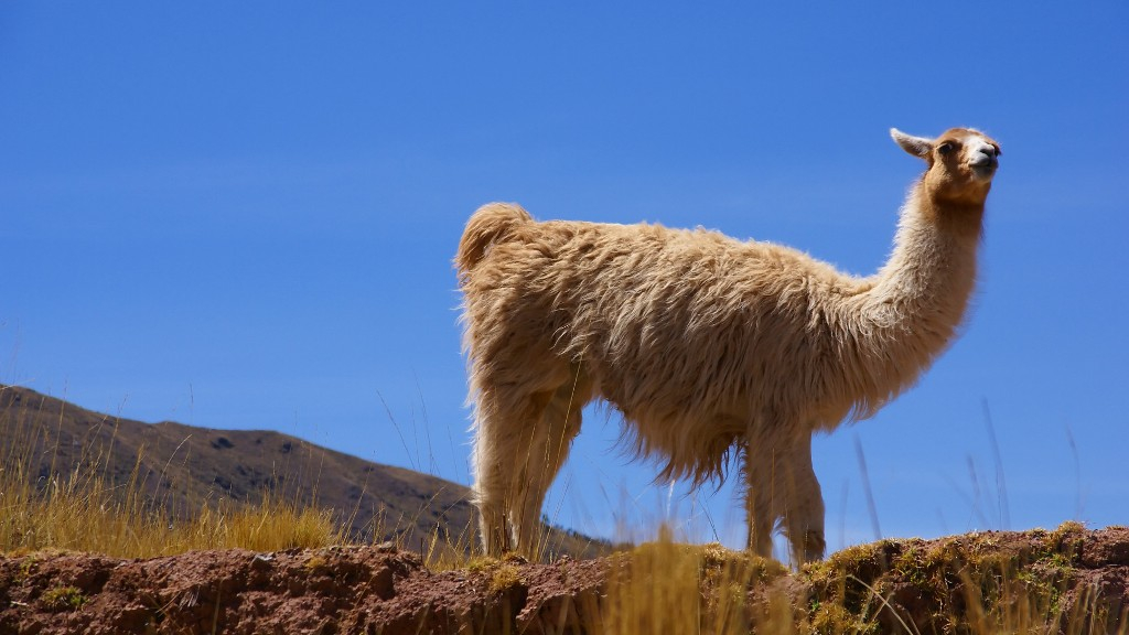 Lama des Andes Lama des Andes